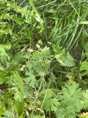 Geranium pusillum