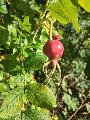 rugosa rose
