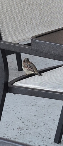 Passer domesticus observed 2026-09-21