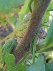 Phacelia grandiflora