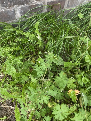 Geranium pusillum, photograph 2