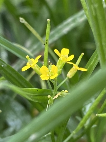 Erysimum cheiranthoides, photograph 4