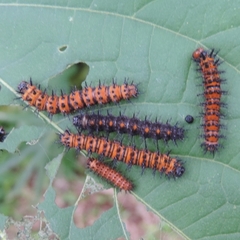 Chlosyne lacinia saundersi