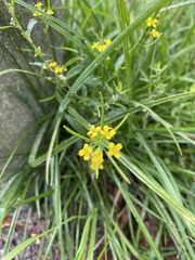 Erysimum cheiranthoides, photograph (c) Илья Руденко, some rights reserved (CC BY)