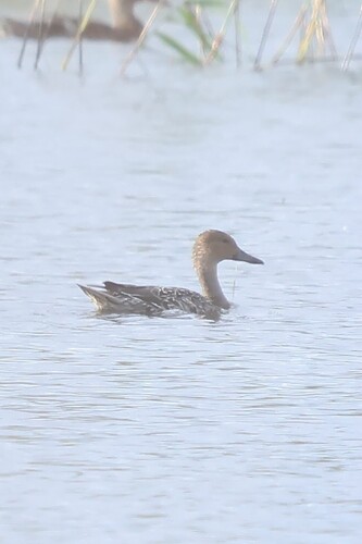 Northern Pintail