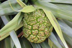 Pandanus aquaticus