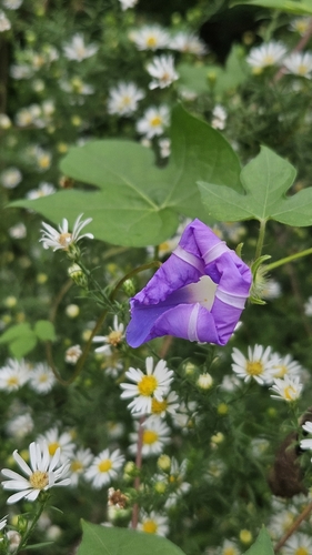 ivy-leaved morning-glory