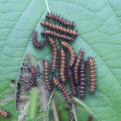 Chlosyne lacinia saundersi