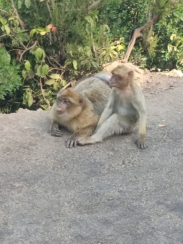 Barbary Macaque