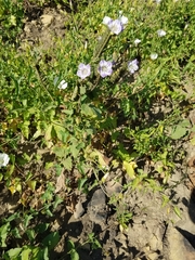 Phacelia grandiflora