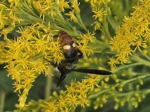 Two-spotted Scoliid Wasp