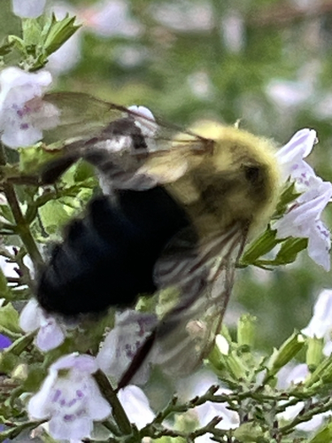 Common Eastern Bumble Bee