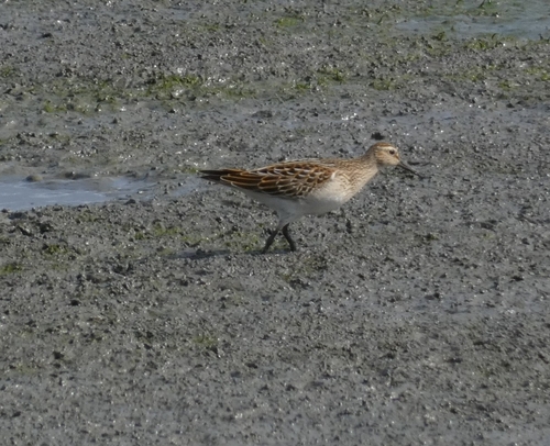 Pectoral Sandpiper