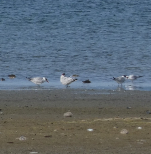 Caspian Tern