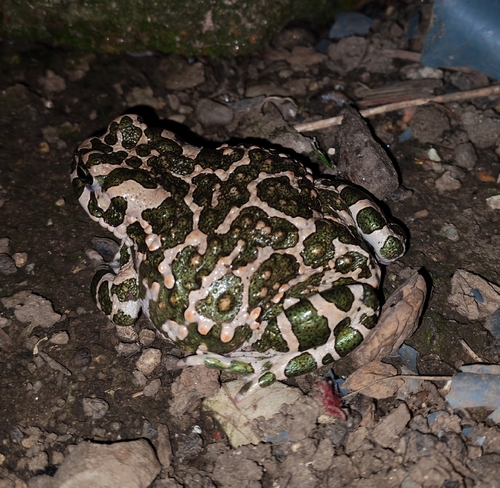 Green Toad