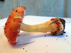 Amanita xanthocephala