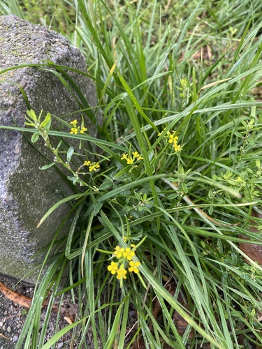 Erysimum cheiranthoides, photograph 5