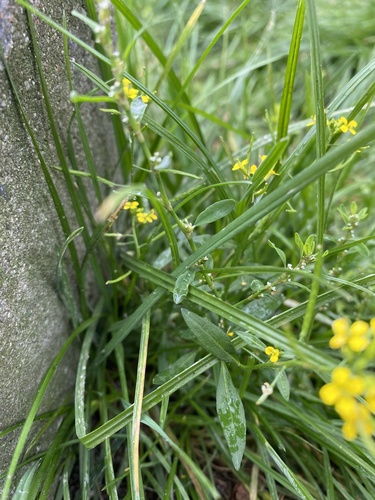 Erysimum cheiranthoides, photograph 6