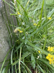 Erysimum cheiranthoides, photograph (c) Илья Руденко, some rights reserved (CC BY)
