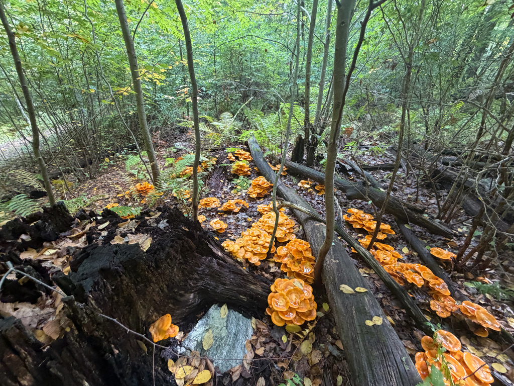 Eastern American jack-o'-lantern · September 2026 · photo: Photo: (c) Sawyer Baran, some rights reserved (CC BY) · iNaturalist