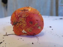 Amanita xanthocephala