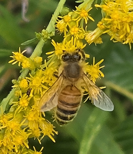 Western Honey Bee