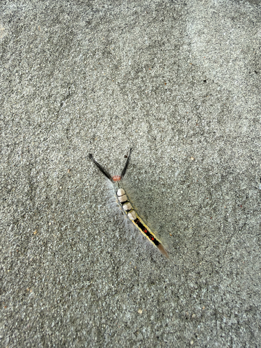 White-marked Tussock Moth