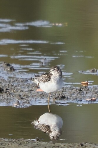 Wood Sandpiper