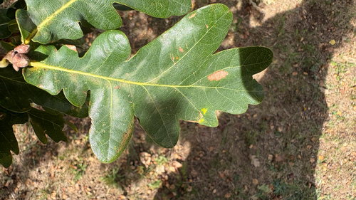 English oak
