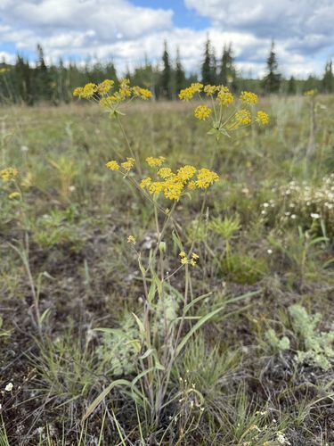 Bupleurum americanum, photograph 4