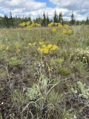 Bupleurum americanum, photograph (c) Matt Berger, some rights reserved (CC BY)