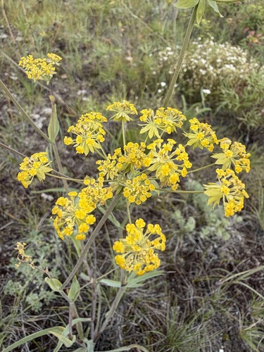Bupleurum americanum, photograph 5