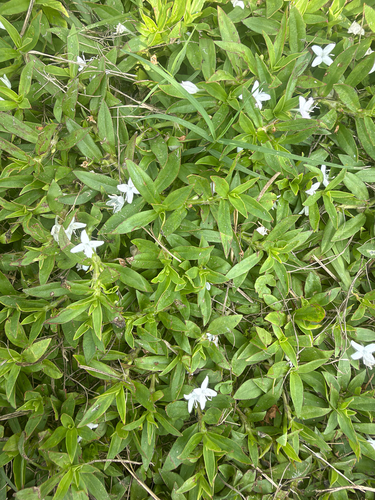 buttonweed
