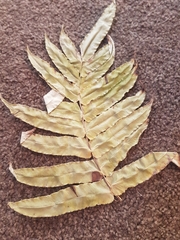 Blechnum novae-zelandiae