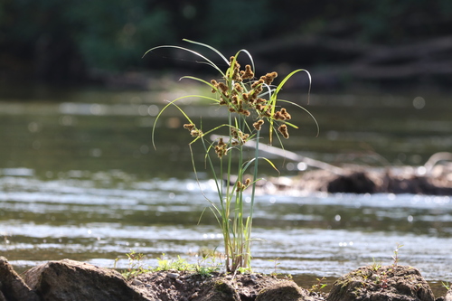 clustered flatsedge