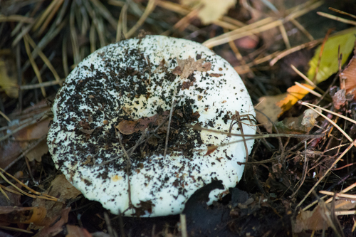 milk-white brittlegill