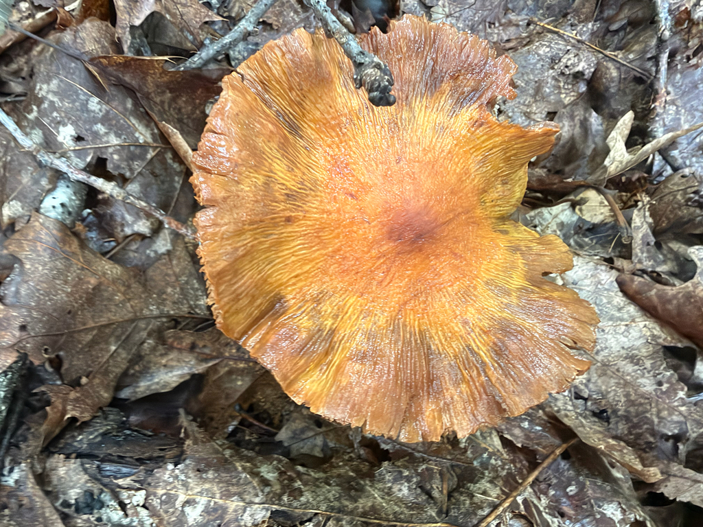 wrinkled cortinarius · September 2026 · photo: Photo: (c) Sawyer Baran, some rights reserved (CC BY) · iNaturalist