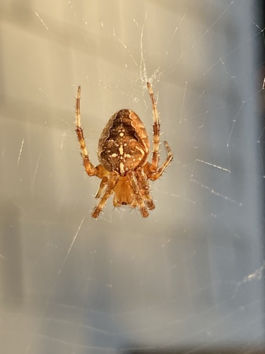 Cross Orbweaver