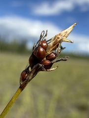 Carex supina