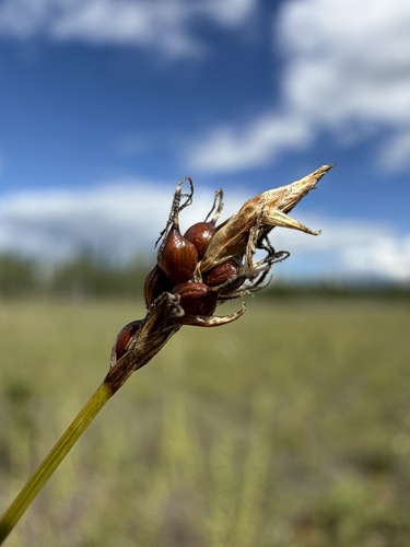 Carex supina, photograph 2