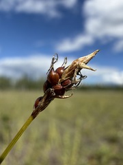 Carex supina, photograph (c) Matt Berger, some rights reserved (CC BY)