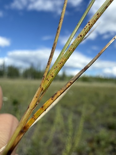 Carex supina, photograph 3