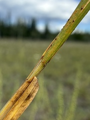 Carex supina, photograph (c) Matt Berger, some rights reserved (CC BY)