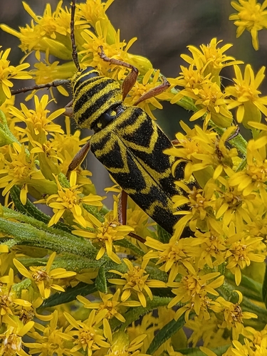 Locust Borer
