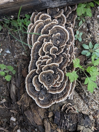 turkey-tail