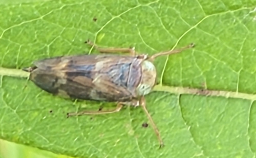 Coppery Leafhopper