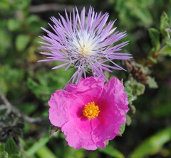 Cistus crispus