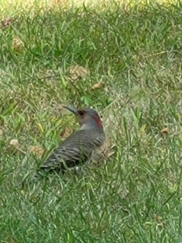 Northern Flicker
