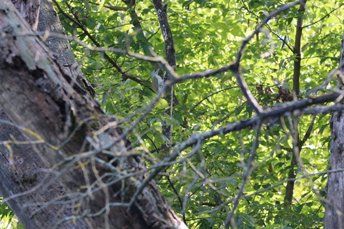 Grey-headed Woodpecker