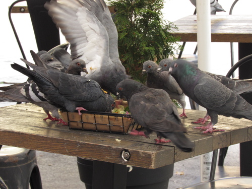Feral Pigeon